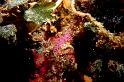limace coryphelle mauve
